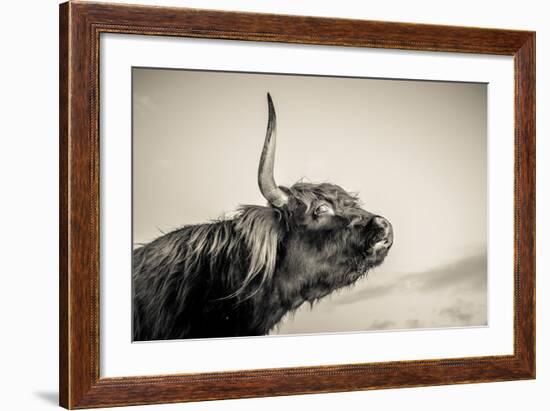 Highland Cattle 2-Mark Gemmell-Framed Photographic Print