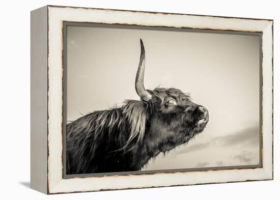 Highland Cattle 2-Mark Gemmell-Framed Premier Image Canvas
