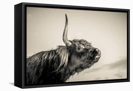 Highland Cattle 2-Mark Gemmell-Framed Premier Image Canvas