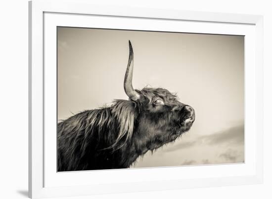 Highland Cattle 2-Mark Gemmell-Framed Photographic Print