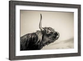 Highland Cattle 2-Mark Gemmell-Framed Photographic Print