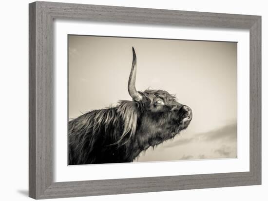 Highland Cattle 2-Mark Gemmell-Framed Photographic Print