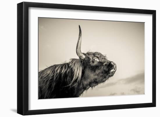 Highland Cattle 2-Mark Gemmell-Framed Photographic Print