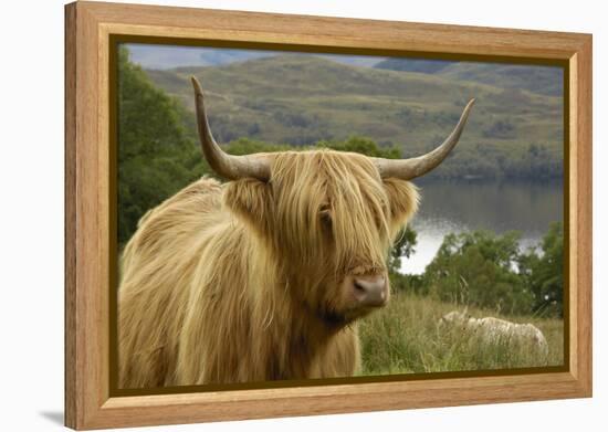 Highland Cattle Above Loch Katrine, Loch Lomond and Trossachs National Park, Stirling, Scotland, UK-Gary Cook-Framed Premier Image Canvas