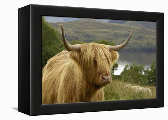 Highland Cattle Above Loch Katrine, Loch Lomond and Trossachs National Park, Stirling, Scotland, UK-Gary Cook-Framed Premier Image Canvas