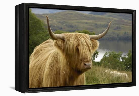 Highland Cattle Above Loch Katrine, Loch Lomond and Trossachs National Park, Stirling, Scotland, UK-Gary Cook-Framed Premier Image Canvas