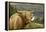 Highland Cattle Above Loch Katrine, Loch Lomond and Trossachs National Park, Stirling, Scotland, UK-Gary Cook-Framed Premier Image Canvas