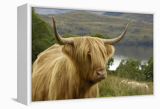 Highland Cattle Above Loch Katrine, Loch Lomond and Trossachs National Park, Stirling, Scotland, UK-Gary Cook-Framed Premier Image Canvas