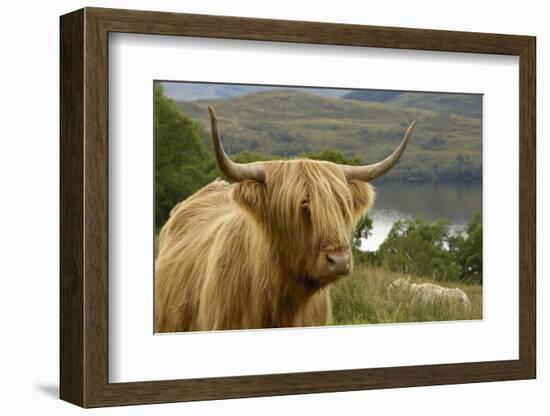 Highland Cattle Above Loch Katrine, Loch Lomond and Trossachs National Park, Stirling, Scotland, UK-Gary Cook-Framed Photographic Print