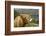 Highland Cattle Above Loch Katrine, Loch Lomond and Trossachs National Park, Stirling, Scotland, UK-Gary Cook-Framed Photographic Print