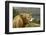 Highland Cattle Above Loch Katrine, Loch Lomond and Trossachs National Park, Stirling, Scotland, UK-Gary Cook-Framed Photographic Print