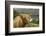 Highland Cattle Above Loch Katrine, Loch Lomond and Trossachs National Park, Stirling, Scotland, UK-Gary Cook-Framed Photographic Print