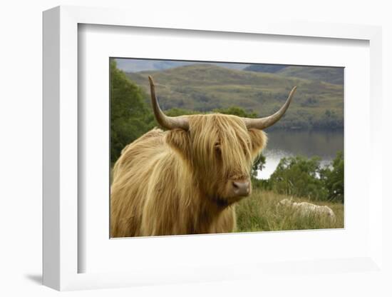 Highland Cattle Above Loch Katrine, Loch Lomond and Trossachs National Park, Stirling, Scotland, UK-Gary Cook-Framed Photographic Print