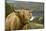 Highland Cattle Above Loch Katrine, Loch Lomond and Trossachs National Park, Stirling, Scotland, UK-Gary Cook-Mounted Photographic Print