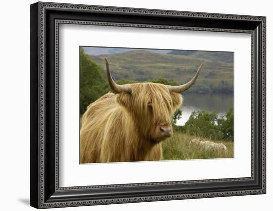 Highland Cattle Above Loch Katrine, Loch Lomond and Trossachs National Park, Stirling, Scotland, UK-Gary Cook-Framed Photographic Print