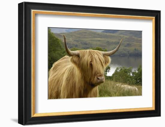 Highland Cattle Above Loch Katrine, Loch Lomond and Trossachs National Park, Stirling, Scotland, UK-Gary Cook-Framed Photographic Print