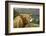 Highland Cattle Above Loch Katrine, Loch Lomond and Trossachs National Park, Stirling, Scotland, UK-Gary Cook-Framed Photographic Print