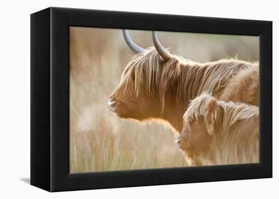 Highland Cattle Adult with Young-null-Framed Premier Image Canvas