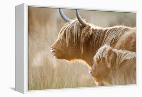 Highland Cattle Adult with Young-null-Framed Premier Image Canvas