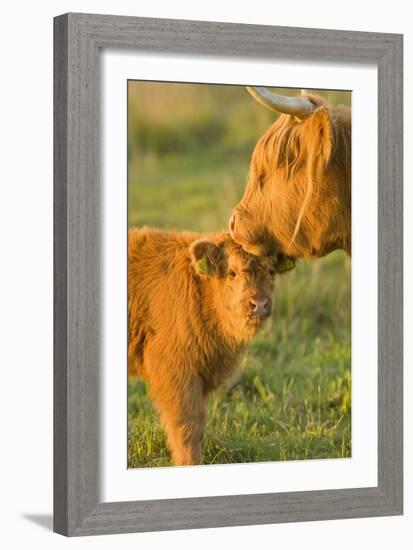 Highland Cattle, Adult with Young-null-Framed Photographic Print