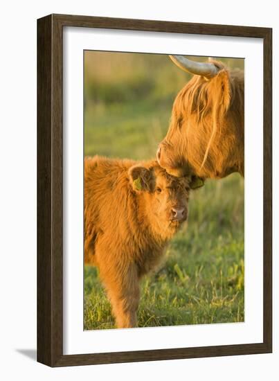 Highland Cattle, Adult with Young-null-Framed Photographic Print