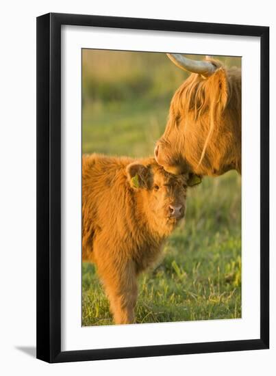 Highland Cattle, Adult with Young-null-Framed Photographic Print