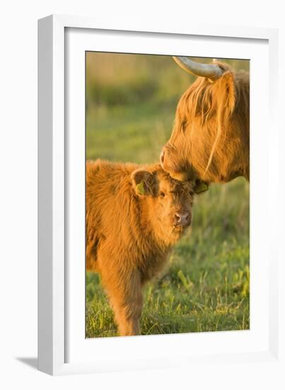 Highland Cattle, Adult with Young-null-Framed Photographic Print