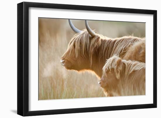 Highland Cattle Adult with Young-null-Framed Photographic Print