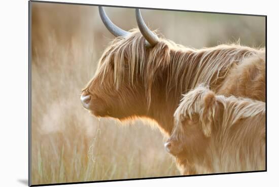 Highland Cattle Adult with Young-null-Mounted Photographic Print