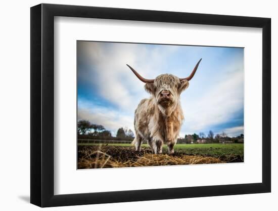 Highland Cattle (Bos Taurus), Gloucestershire, England, United Kingdom, Europe-John Alexander-Framed Photographic Print