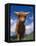 Highland Cattle Bull Portrait, Scotland, UK-Niall Benvie-Framed Premier Image Canvas