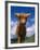 Highland Cattle Bull Portrait, Scotland, UK-Niall Benvie-Framed Photographic Print