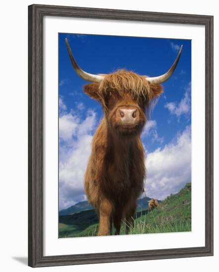 Highland Cattle Bull Portrait, Scotland, UK-Niall Benvie-Framed Photographic Print