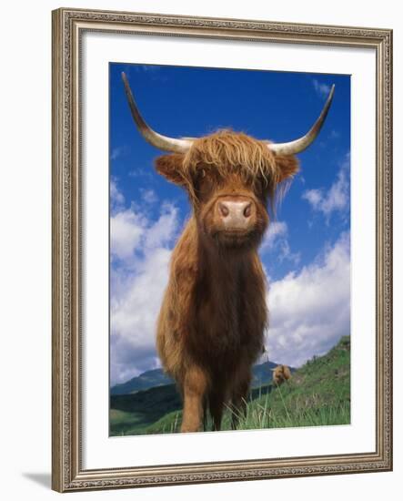 Highland Cattle Bull Portrait, Scotland, UK-Niall Benvie-Framed Photographic Print