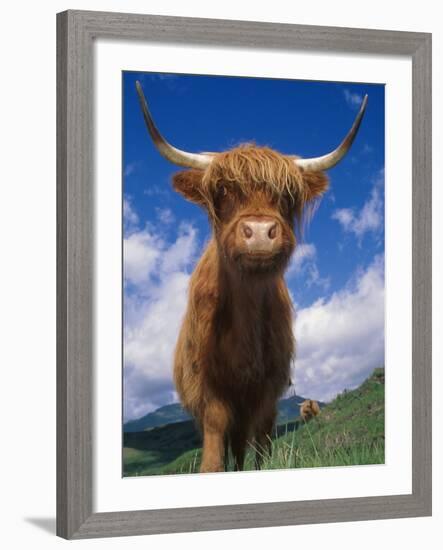 Highland Cattle Bull Portrait, Scotland, UK-Niall Benvie-Framed Photographic Print