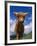 Highland Cattle Bull Portrait, Scotland, UK-Niall Benvie-Framed Photographic Print
