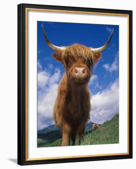 Highland Cattle Bull Portrait, Scotland, UK-Niall Benvie-Framed Photographic Print