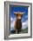 Highland Cattle Bull Portrait, Scotland, UK-Niall Benvie-Framed Photographic Print