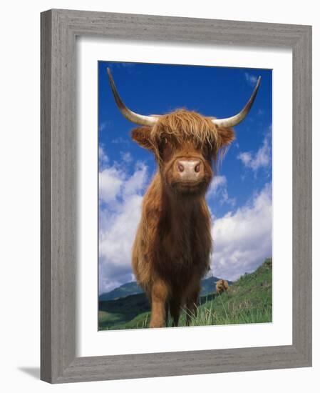 Highland Cattle Bull Portrait, Scotland, UK-Niall Benvie-Framed Photographic Print