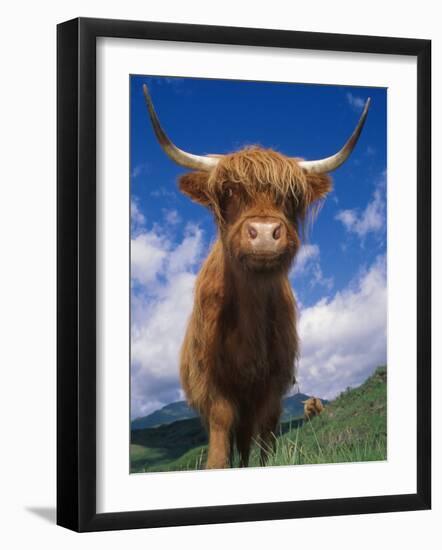 Highland Cattle Bull Portrait, Scotland, UK-Niall Benvie-Framed Photographic Print