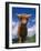 Highland Cattle Bull Portrait, Scotland, UK-Niall Benvie-Framed Photographic Print