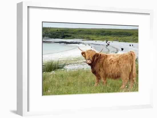 Highland Cattle by the Sea-Duncan Shaw-Framed Photographic Print