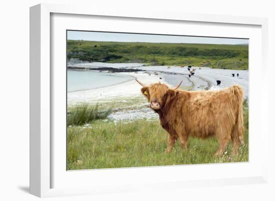 Highland Cattle by the Sea-Duncan Shaw-Framed Photographic Print