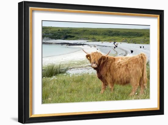 Highland Cattle by the Sea-Duncan Shaw-Framed Photographic Print