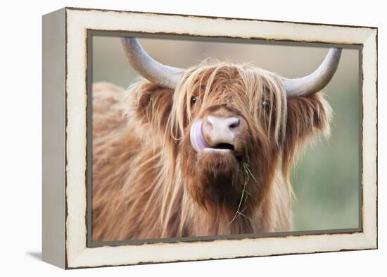 Highland Cattle Chewing on Grass-null-Framed Premier Image Canvas