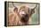 Highland Cattle Chewing on Grass-null-Framed Premier Image Canvas