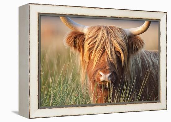 Highland Cattle Chewing on Grass-null-Framed Premier Image Canvas