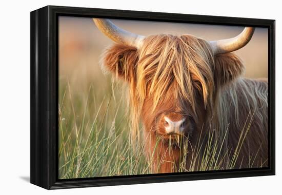 Highland Cattle Chewing on Grass-null-Framed Premier Image Canvas