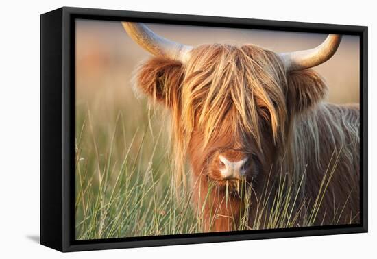 Highland Cattle Chewing on Grass-null-Framed Premier Image Canvas