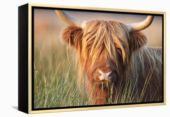 Highland Cattle Chewing on Grass-null-Framed Premier Image Canvas